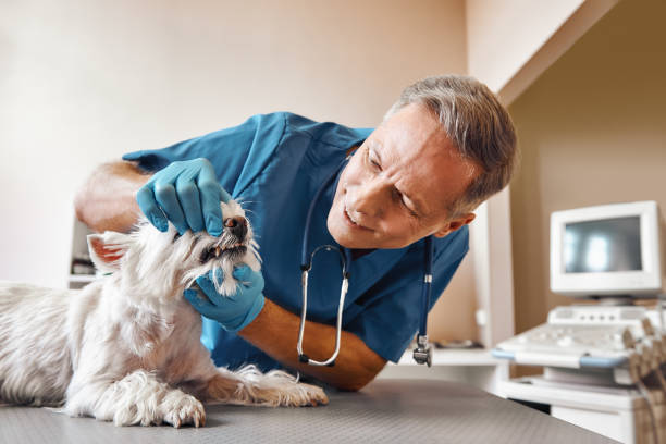 Best 24-Hour Emergency Dental Care in Sussex, NJ